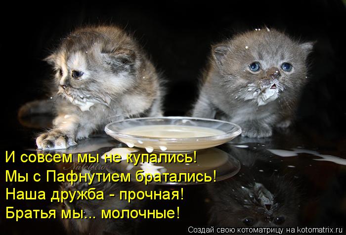 Котоматрица: И совсем мы не купались! Мы с Пафнутием братались!  Наша дружба - прочная! Братья мы... молочные!