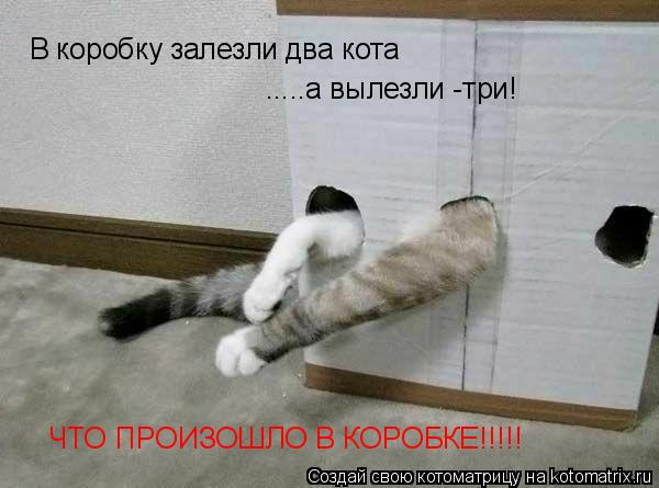 В коробку залезли два кота .....а вылезли -три! ЧТО ПРОИЗОШЛО В КОРОБКЕ!!!!!... Котоматрица: В коробку залезли два кота .....а вылезли -три! ЧТО ПРОИЗОШЛО В КОРОБКЕ!!!!!