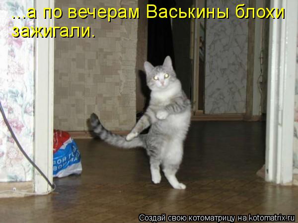 ...а по вечерам Васькины блохи зажигали.... Котоматрица: ...а по вечерам Васькины блохи зажигали.