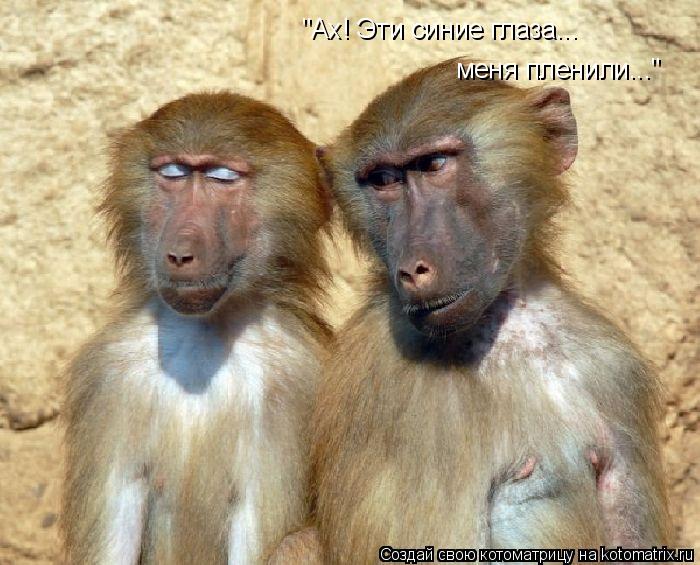 "Ах! Эти синие глаза... меня пленили..."... Котоматрица: "Ах! Эти синие глаза... меня пленили..."