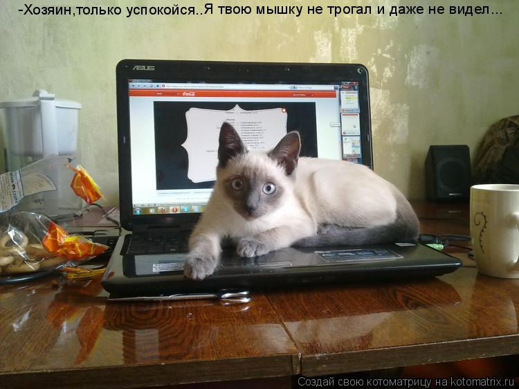 -Хозяин,только успокойся.. Я твою мышку не трогал и даже не видел...... Котоматрица: -Хозяин,только успокойся.. Я твою мышку не трогал и даже не видел...