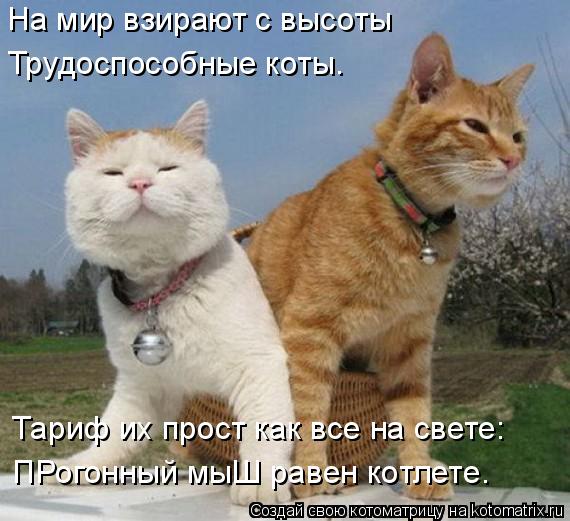 Котоматрица: На мир взирают с высоты  Трудоспособные коты. Тариф их прост как все на свете: ПРогонный мыШ равен котлете.