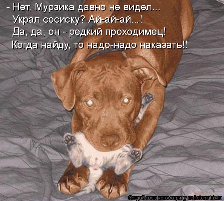 Котоматрица: - Нет, Мурзика давно не видел... Украл сосиску? Ай-ай-ай...! Да, да, он - редкий проходимец! Когда найду, то надо-надо наказать!!