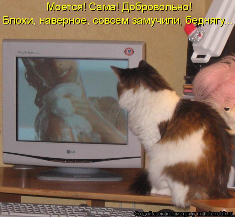 Котоматрица: Моется! Сама! Добровольно!  Блохи, наверное, совсем замучили, беднягу...