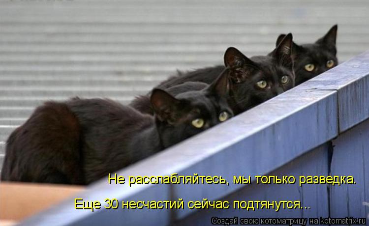 Котоматрица: Не расслабляйтесь, мы только разведка. Еще 30 несчастий сейчас подтянутся...