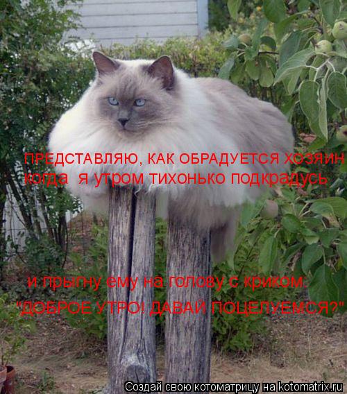 ПРЕДСТАВЛЯЮ, КАК ОБРАДУЕТСЯ ХОЗЯИН, когда я утром тихонько подкрадусь и прыгну ему на голову с крик... Котоматрица: ПРЕДСТАВЛЯЮ, КАК ОБРАДУЕТСЯ ХОЗЯИН, когда я утром тихонько подкрадусь и прыгну ему на голову с криком: "ДОБРОЕ УТРО! ДАВАЙ ПОЦЕЛУЕМСЯ?"