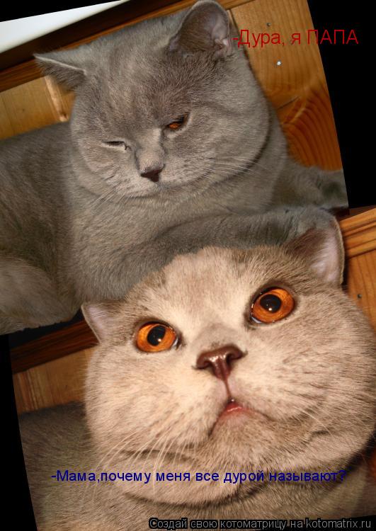 -Мама,почему меня все дурой называют? -Дура, я ПАПА... Котоматрица: -Мама,почему меня все дурой называют? -Дура, я ПАПА