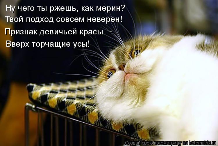 Котоматрица: Признак девичьей красы Вверх торчащие усы! Ну чего ты ржешь, как мерин?  -  Твой подход совсем неверен!