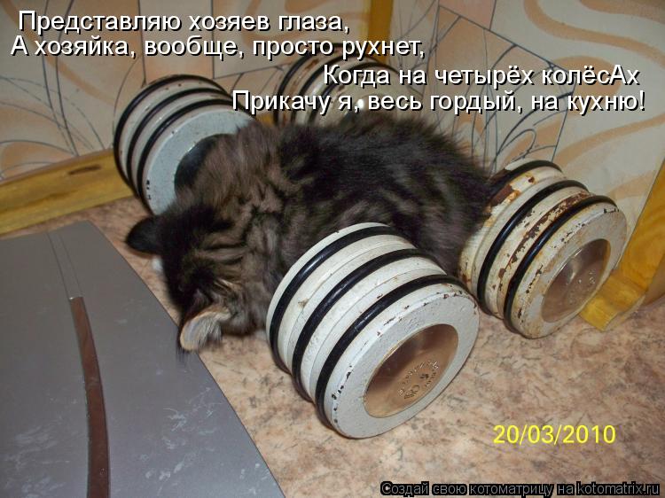 Представляю хозяев глаза, А хозяйка, вообще, просто рухнет, Когда на четырёх колёсАх Прикачу я, весь... Котоматрица: Представляю хозяев глаза, А хозяйка, вообще, просто рухнет, Когда на четырёх колёсАх Прикачу я, весь гордый, на кухню!