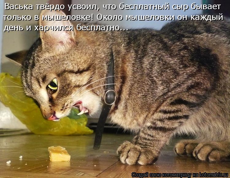 Котоматрица: Васька твёрдо усвоил, что бесплатный сыр бывает только в мышеловке! Около мышеловки он каждый  день и харчился бесплатно...