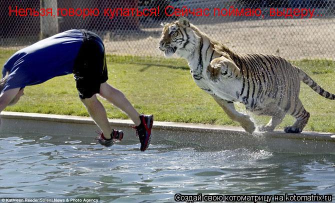 Нельзя,говорю купаться! Сейчас поймаю, выдеру...... Котоматрица: Нельзя,говорю купаться! Сейчас поймаю, выдеру...