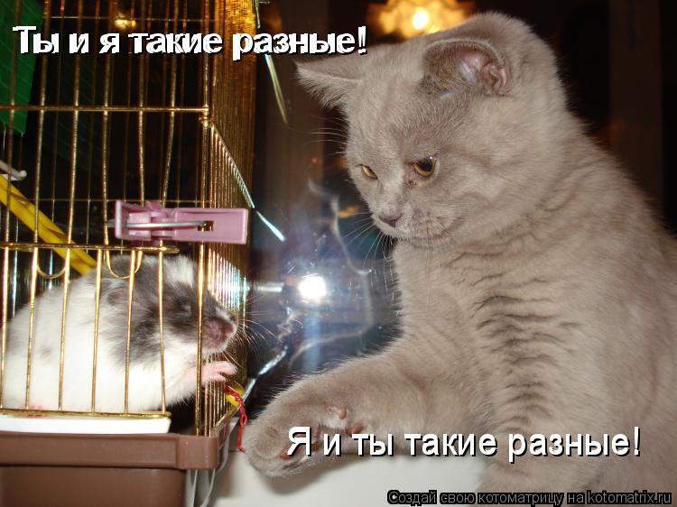 Ты и я такие разные! Ты и я такие разные! Я и ты такие разные! Я и ты такие разные!... Котоматрица: Ты и я такие разные! Ты и я такие разные! Я и ты такие разные! Я и ты такие разные!