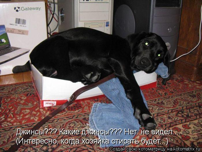 Котоматрица: Джинсы??? Какие джинсы??? Нет, не видел.... (Интересно, когда хозяйка стирать будет...)