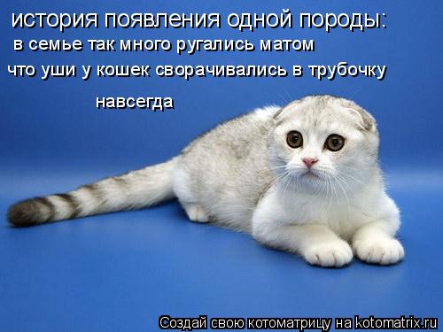 Котоматрица: история появления одной породы: в семье так много ругались матом что уши у кошек сворачивались в трубочку навсегда