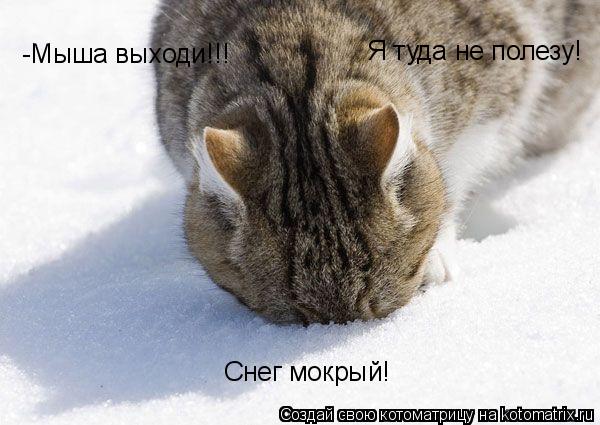 -Мыша выходи!!! Я туда не полезу! Снег мокрый!... Котоматрица: -Мыша выходи!!! Я туда не полезу! Снег мокрый!