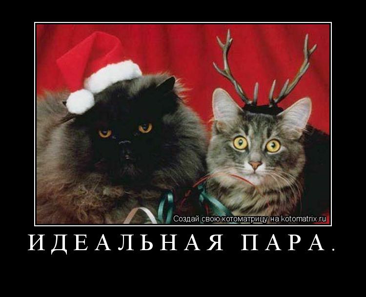 Идеальная пара. ... Котоматрица: Идеальная пара.