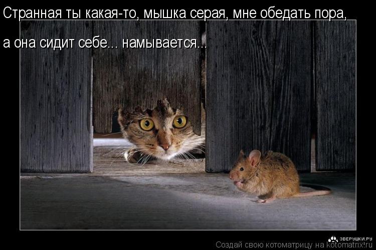 Странная ты какая-то, мышка серая, мне обедать пора, а она сидит себе... намывается...... Котоматрица: Странная ты какая-то, мышка серая, мне обедать пора, а она сидит себе... намывается...