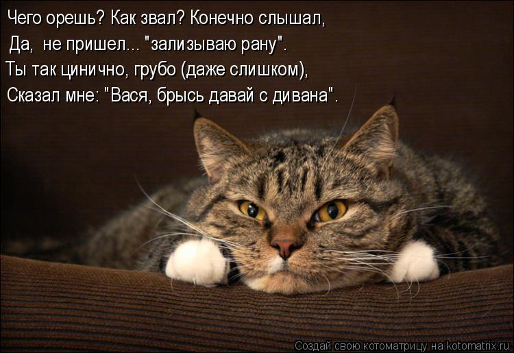 Котоматрица: Чего орешь? Как звал? Конечно слышал, Ты так цинично, грубо (даже слишком), Сказал мне: "Вася, брысь давай с дивана". Да,  не пришел... "зализываю р