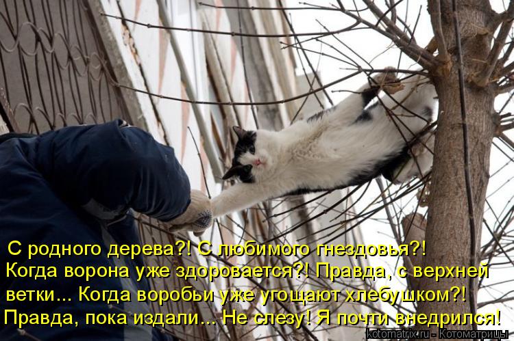 Котоматрица: С родного дерева?! С любимого гнездовья?!  Когда ворона уже здоровается?! Правда, с верхней  ветки... Когда воробьи уже угощают хлебушком?!  Пра