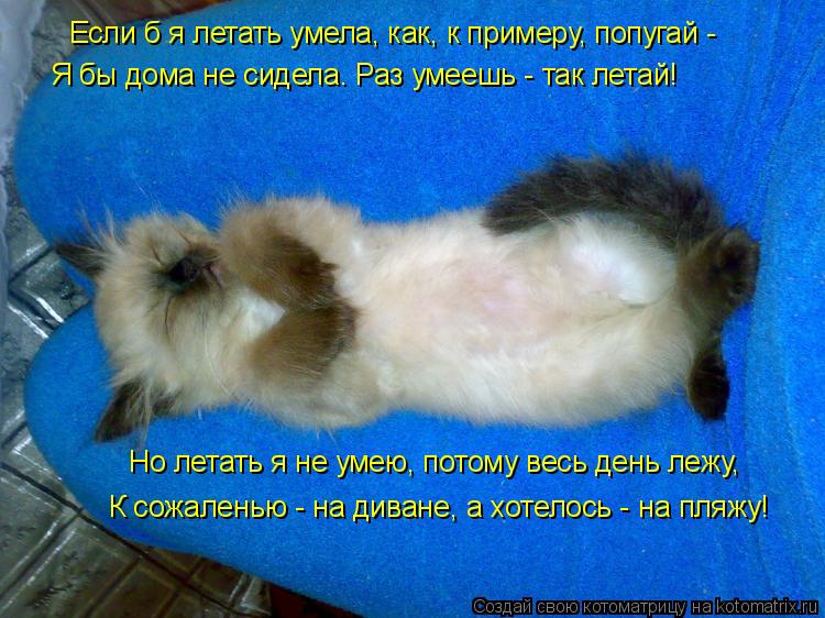 Котоматрица: Если б я летать умела, как, к примеру, попугай - Я бы дома не сидела. Раз умеешь - так летай! Но летать я не умею, потому весь день лежу,  К сожале