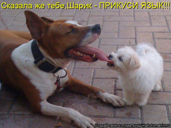 Котоматрица: Сказала же тебе,Шарик - ПРИКУСИ ЯЗЫК!!!