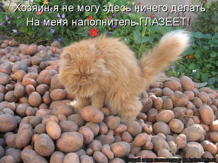 Хозяин,я не могу здесь ничего делать. На меня наполнитель ГЛАЗЕЕТ!... Котоматрица: Хозяин,я не могу здесь ничего делать. На меня наполнитель ГЛАЗЕЕТ!
