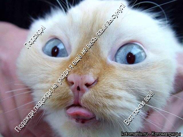 Котоматрица: Подожди,подожди,не уходи я ещё не весь язык высунул! Подожди! Вот почти всё!