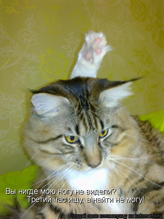 Котоматрица: Вы нигде мою ногу не видели? Третий час ищу, а найти не могу!