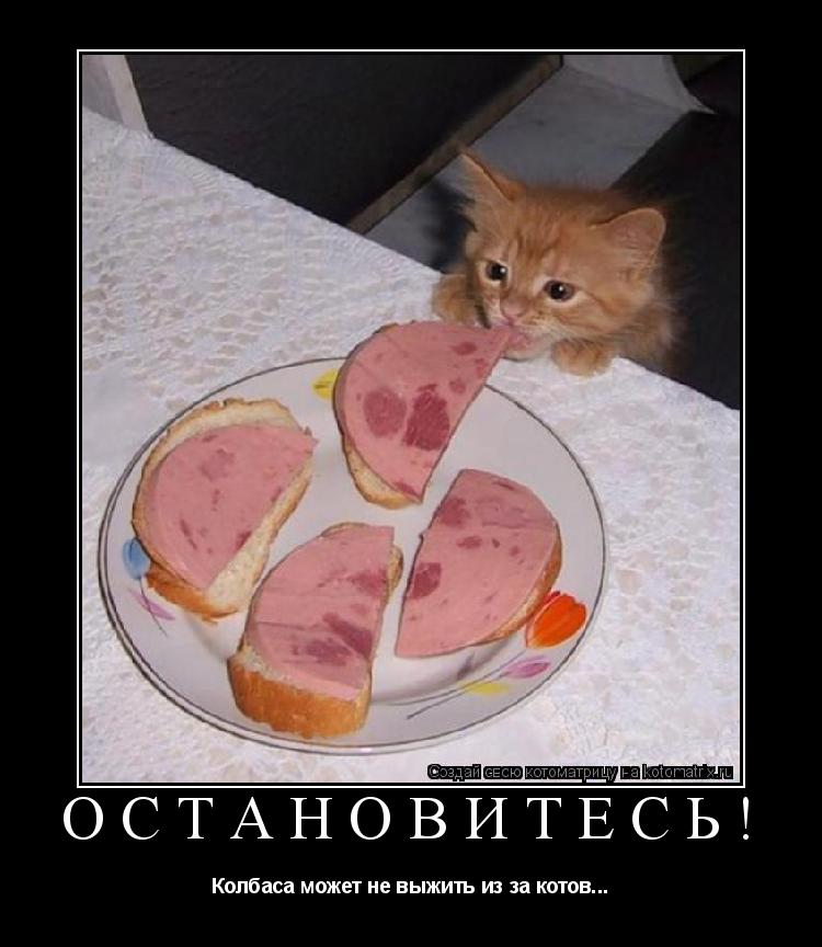 Котоматрица: Остановитесь! Колбаса может не выжить из за котов...