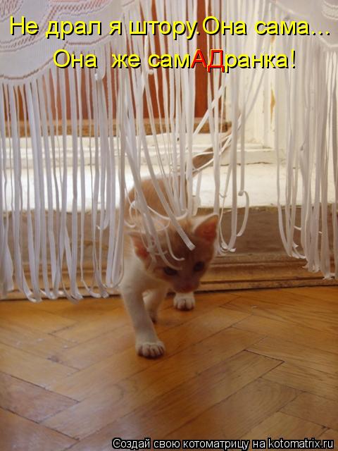 Котоматрица: Не драл я штору.Она сама... Она  же самАДранка! АД