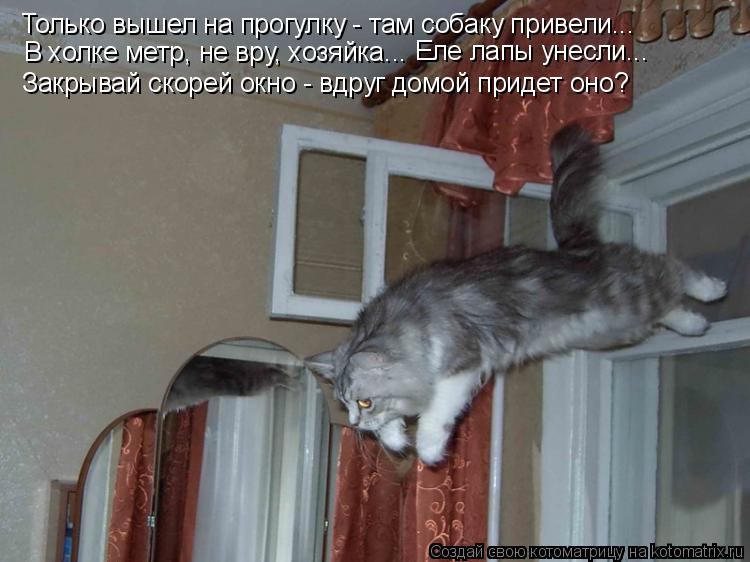Котоматрица: Только вышел на прогулку - там собаку привели... В холке метр, не вру, хозяйка... Еле лапы унесли... Закрывай скорей окно - вдруг домой придет оно