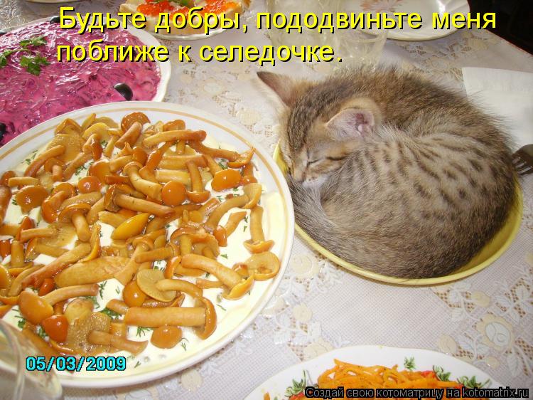 Будьте добры, пододвиньте меня поближе к селедочке.... Котоматрица: Будьте добры, пододвиньте меня поближе к селедочке.