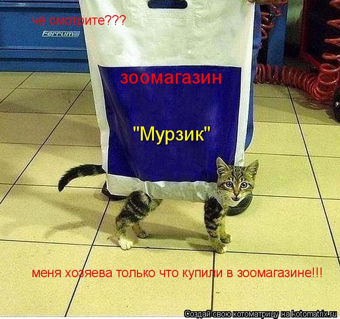 чё смотрите??? меня хозяева только что купили в зоомагазине!!! зоомагазин "Мурзик"... Котоматрица: чё смотрите??? меня хозяева только что купили в зоомагазине!!! зоомагазин "Мурзик"