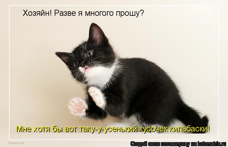 Хозяйн! Разве я многого прошу? Мне хотя бы вот таку-у-усенький кусочек кильбаски!... Котоматрица: Хозяйн! Разве я многого прошу? Мне хотя бы вот таку-у-усенький кусочек кильбаски!