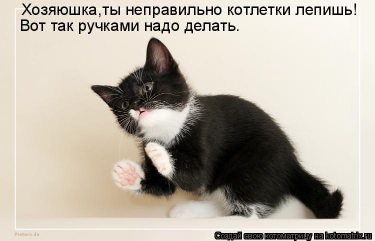Хозяюшка,ты неправильно котлетки лепишь! Вот так ручками надо делать.... Котоматрица: Хозяюшка,ты неправильно котлетки лепишь! Вот так ручками надо делать.