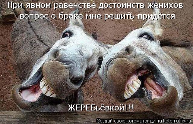 При явном равенстве достоинств женихов вопрос о браке мне решить придётся ЖЕРЕБьёвкой!!!... Котоматрица: При явном равенстве достоинств женихов вопрос о браке мне решить придётся ЖЕРЕБьёвкой!!!