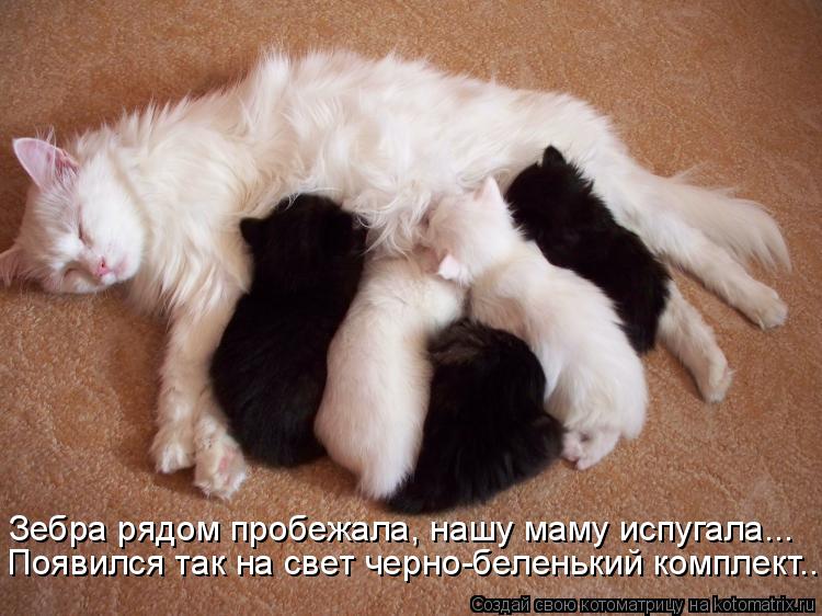 Зебра рядом пробежала, нашу маму испугала... Появился так на свет черно-беленький комплект...... Котоматрица: Зебра рядом пробежала, нашу маму испугала... Появился так на свет черно-беленький комплект...