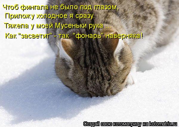 Чтоб фингала не было под глазом, Приложу холодное я сразу. Тяжела у моей Мусеньки рука ... Как "засве... Котоматрица: Чтоб фингала не было под глазом, Приложу холодное я сразу. Тяжела у моей Мусеньки рука ... Как "засветит" - так "фонарь" наверняка!