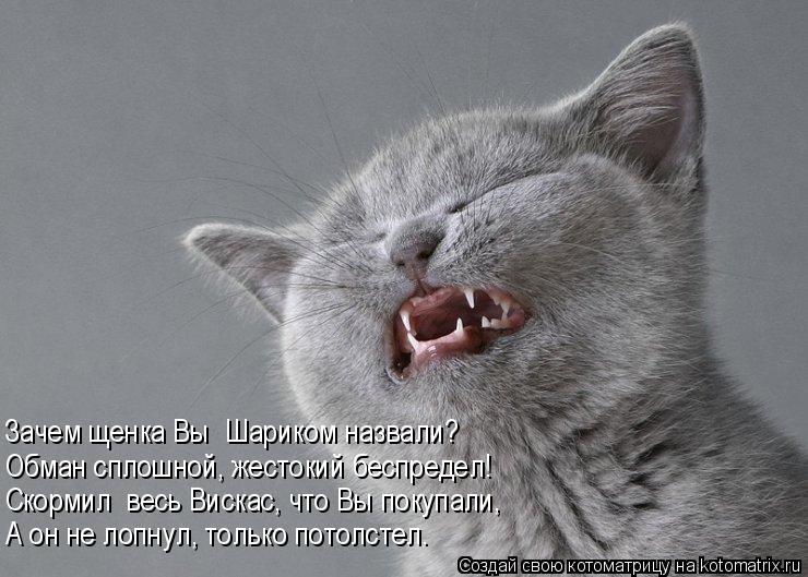 Котоматрица: Обман сплошной, жестокий беспредел! Скормил  весь Вискас, что Вы покупали, А он не лопнул, только потолстел. Зачем щенка Вы  Шариком назвали?