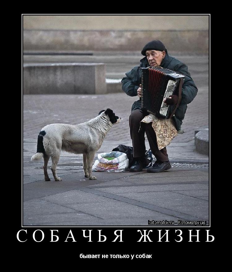 СОБАЧЬЯ ЖИЗНЬ бывает не только у собак... Котоматрица: СОБАЧЬЯ ЖИЗНЬ бывает не только у собак