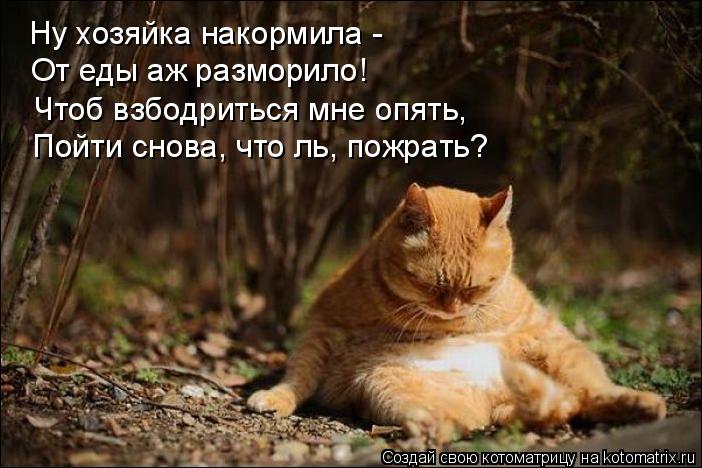 Котоматрица: Ну хозяйка накормила - От еды аж разморило! Чтоб взбодриться мне опять, Пойти снова, что ль, пожрать?