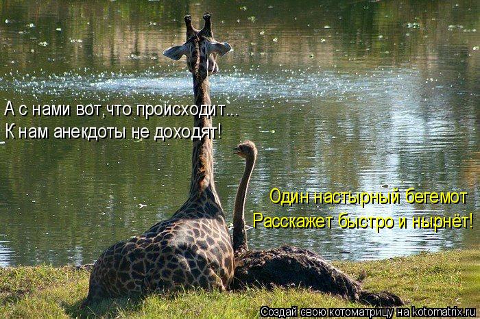 Котоматрица: А с нами вот,что происходит... К нам анекдоты не доходят! Один настырный бегемот Расскажет быстро и нырнёт!