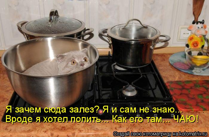 Котоматрица: Я зачем сюда залез? Я и сам не знаю... Вроде я хотел попить... Как его там... ЧАЮ!