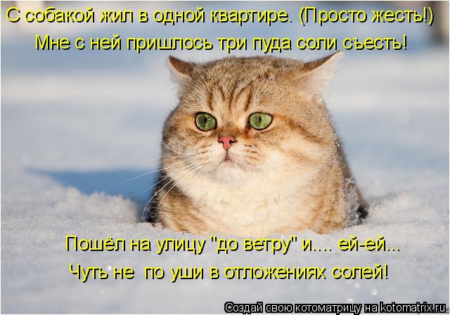 С собакой жил в одной квартире. (Просто жесть!) Мне с ней пришлось три пуда соли съесть! Пошёл на ули... Котоматрица: С собакой жил в одной квартире. (Просто жесть!) Мне с ней пришлось три пуда соли съесть! Пошёл на улицу "до ветру" и.... ей-ей... Чуть не по уши в о
