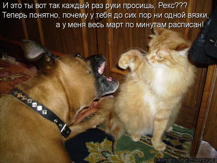И это ты вот так каждый раз руки просишь, Рекс??? Теперь понятно, почему у тебя до сих пор ни одной в... Котоматрица: И это ты вот так каждый раз руки просишь, Рекс??? Теперь понятно, почему у тебя до сих пор ни одной вязки, а у меня весь март по минутам расписа