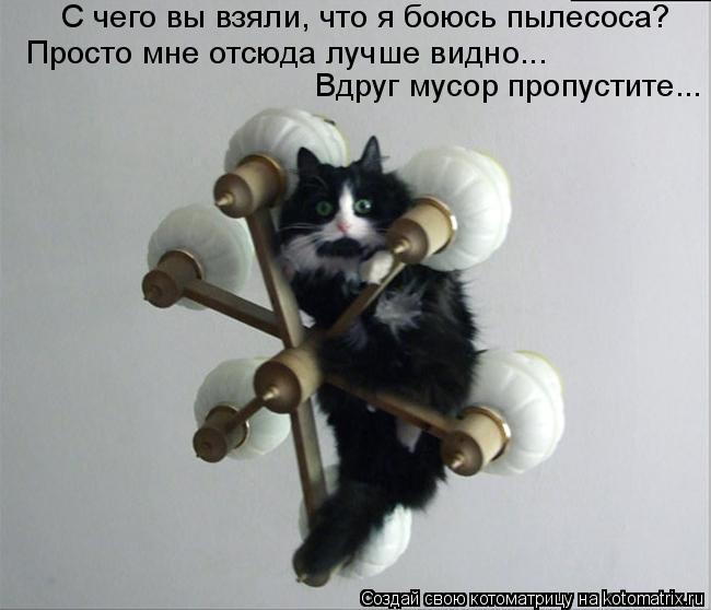 С чего вы взяли, что я боюсь пылесоса? Просто мне отсюда лучше видно... Вдруг мусор пропустите...... Котоматрица: С чего вы взяли, что я боюсь пылесоса? Просто мне отсюда лучше видно... Вдруг мусор пропустите...