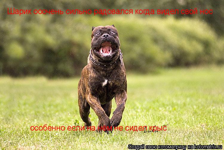 Шарик ооочень сильно радовался когда видел свой нос особенно если на нём не сидел крыс... Котоматрица: Шарик ооочень сильно радовался когда видел свой нос особенно если на нём не сидел крыс
