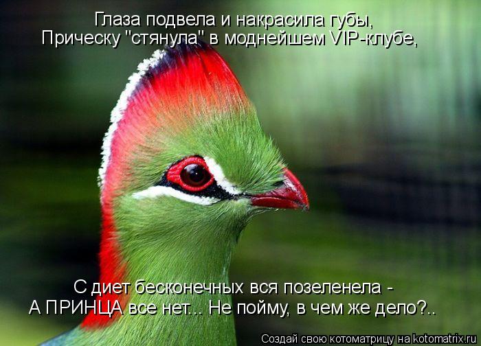 Котоматрица: Глаза подвела и накрасила губы, Прическу "стянула" в моднейшем VIP-клубе, С диет бесконечных вся позеленела -  А ПРИНЦА все нет... Не пойму, в чем