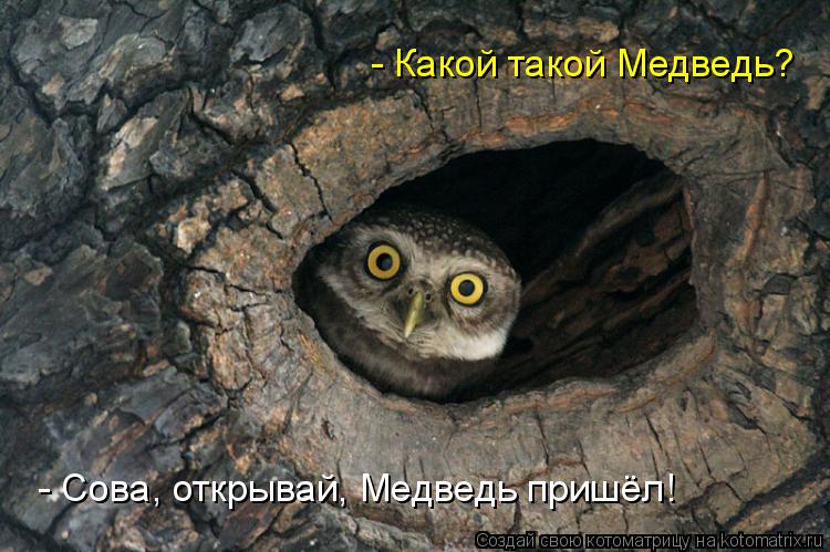 - Сова, открывай, Медведь пришёл! - Какой такой Медведь?... Котоматрица: - Сова, открывай, Медведь пришёл! - Какой такой Медведь?