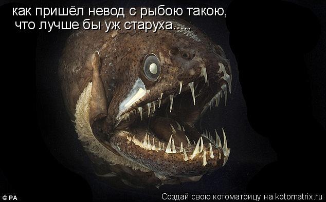 как пришёл невод с рыбою такою, что лучше бы уж старуха........ Котоматрица: как пришёл невод с рыбою такою, что лучше бы уж старуха.....
